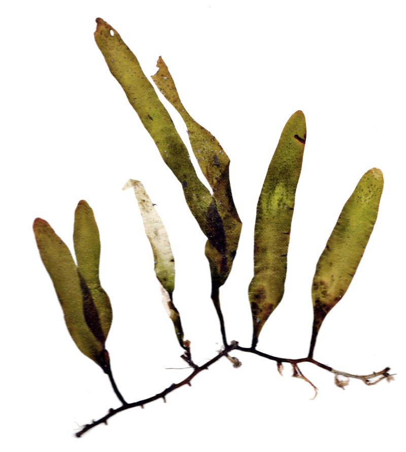 Caulerpa Algae