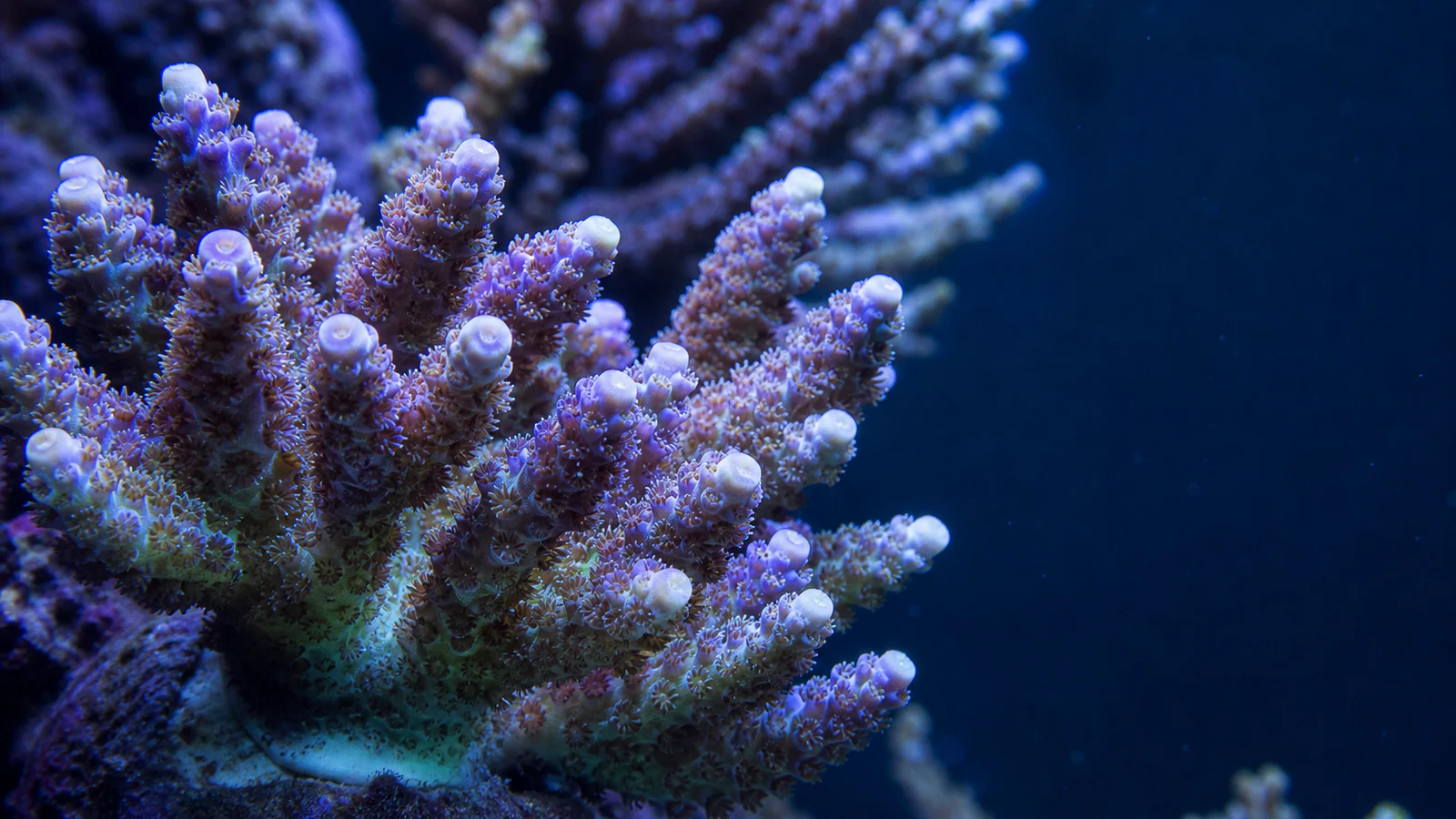 Macro view of a healthy branching Acropora colony with pale growth tips and extended polyps