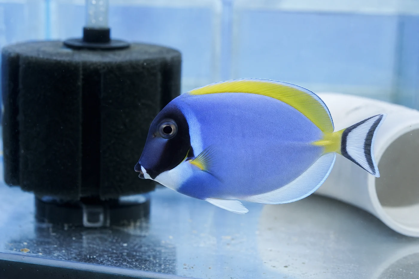 An apparently healthy powder blue tang in a simple bare-bottom observation tank with a sponge filter and PVC shelter