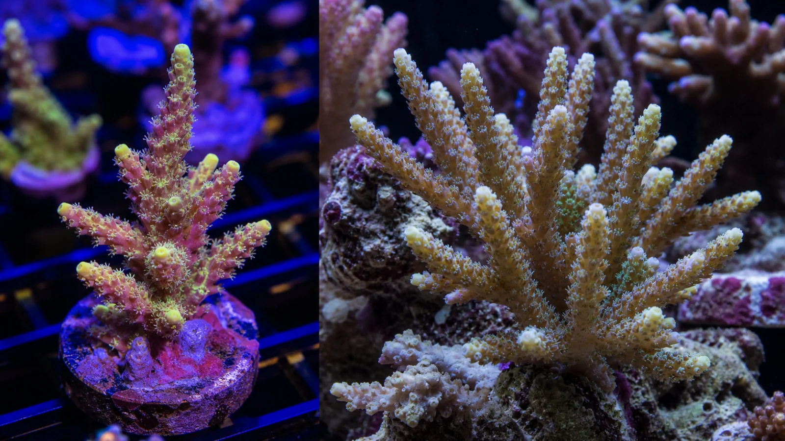 The same conceptual branching Acropora coral shown as a fresh show frag under blue light and as a larger colony under balanced home aquarium light