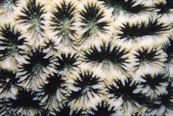 Spiny Star Coral