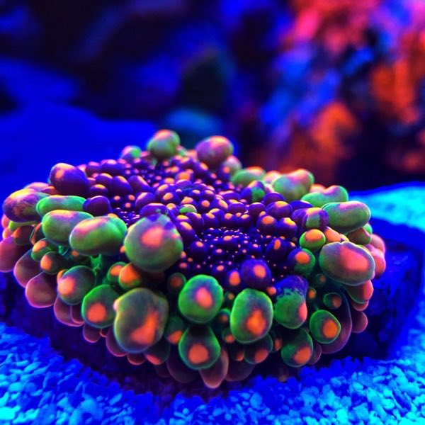 Godzilla Bounce Mushroom