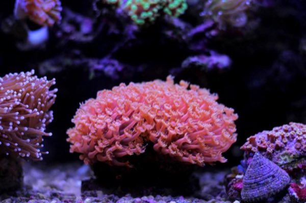 Alveopora