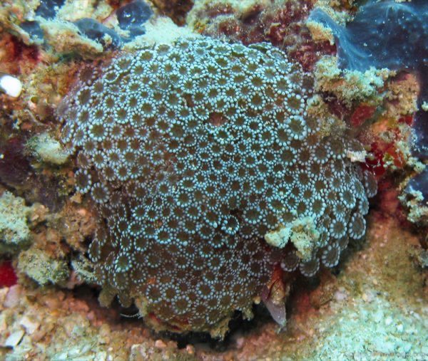 Tizard's Star Coral