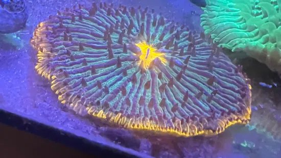 Plate Coral