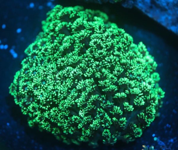 Eyed Star Coral