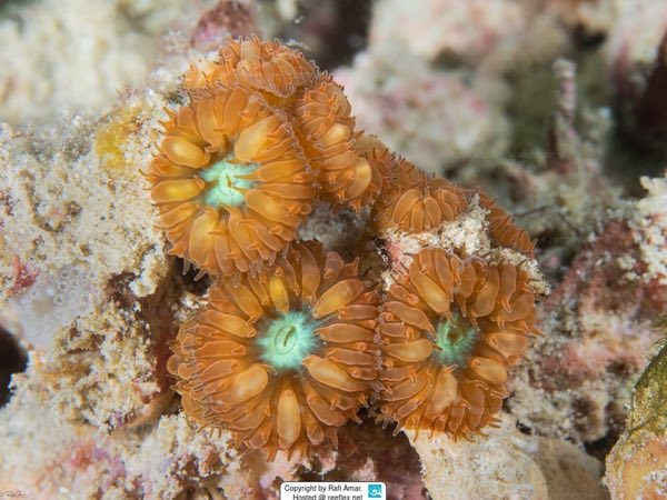 Pineapple Coral