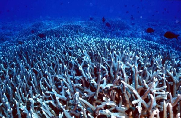 Blue Tip Staghorn Coral