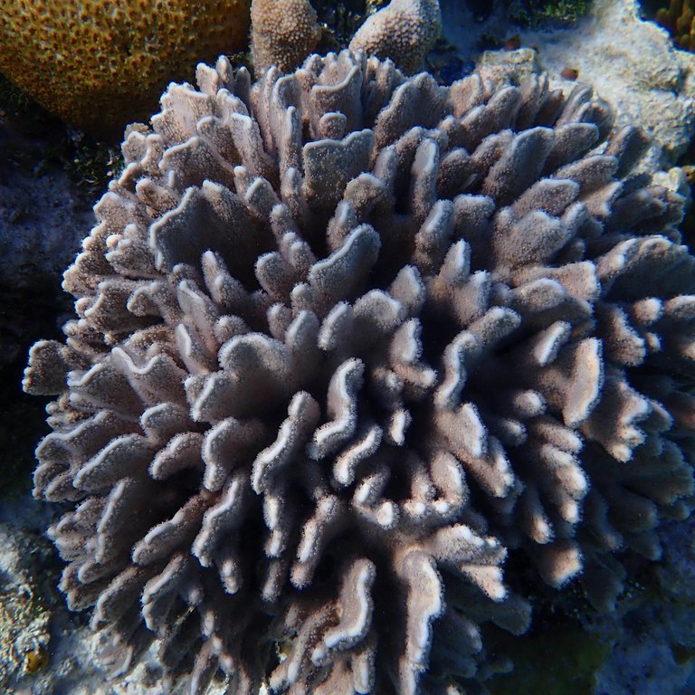 Blue Coral