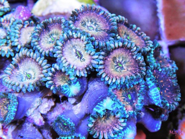 Blue People Eater Palythoa