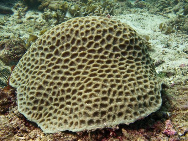 Flexible Star Coral