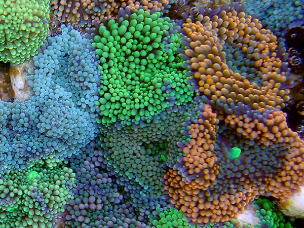 Green Ricordea Florida