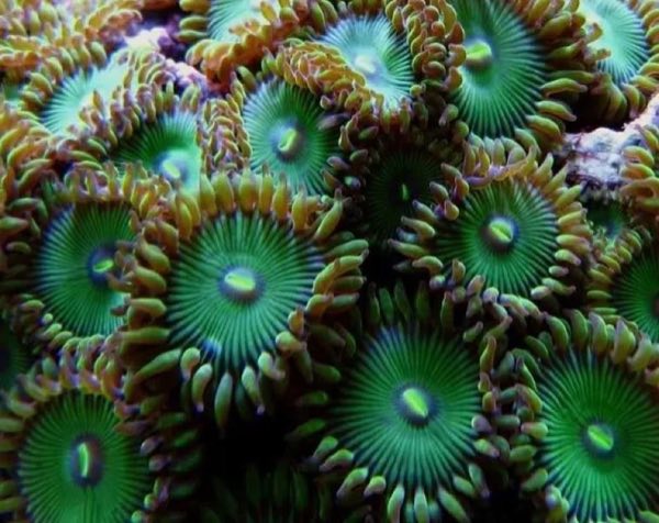 Green People Eater Palythoa