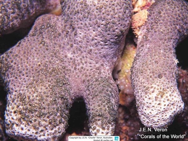 Tall Star Coral