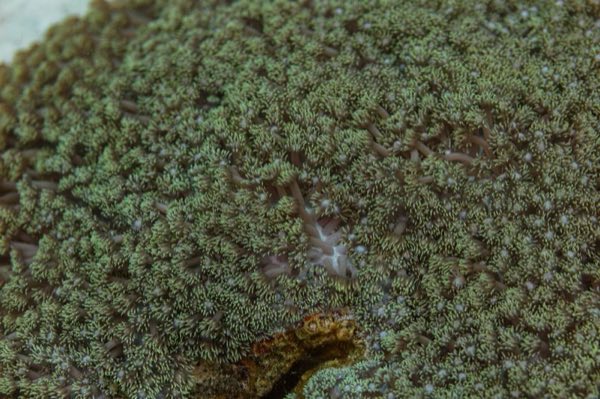 Flowerpot Coral