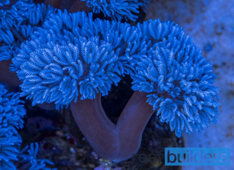 Blue Xenia