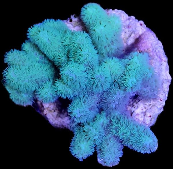 Cabbage Tree Coral