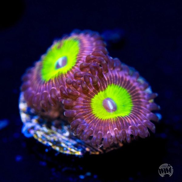 Pink Hippo Palythoa