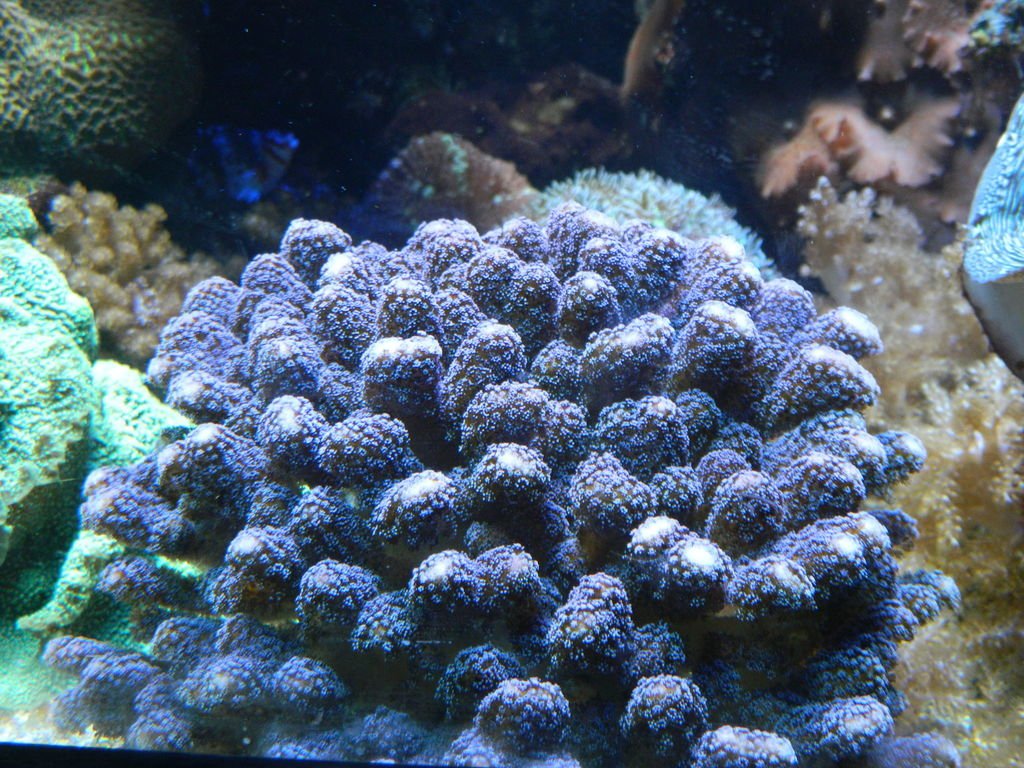 Cat's Paw Coral