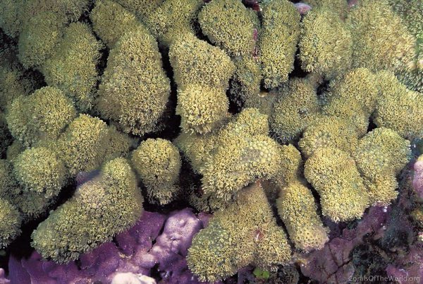Verrill's Star Coral