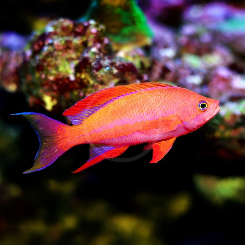 Randall's Coral