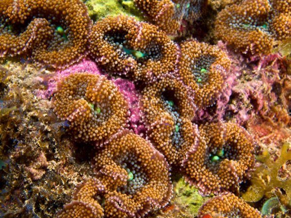 Orange Ricordea Florida