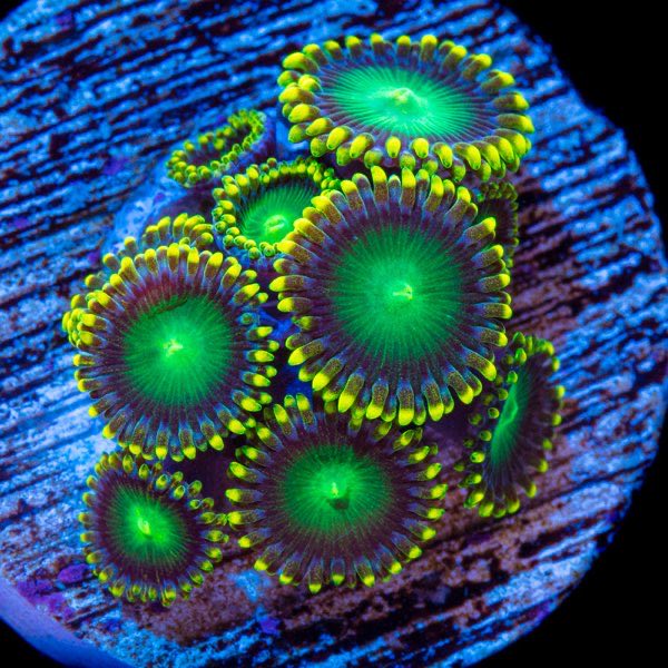 Radioactive Dragon Eye