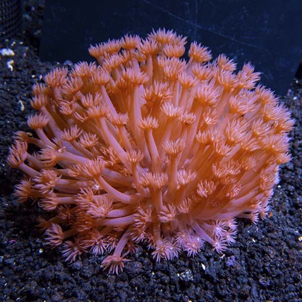 Ceylon Flowerpot Coral