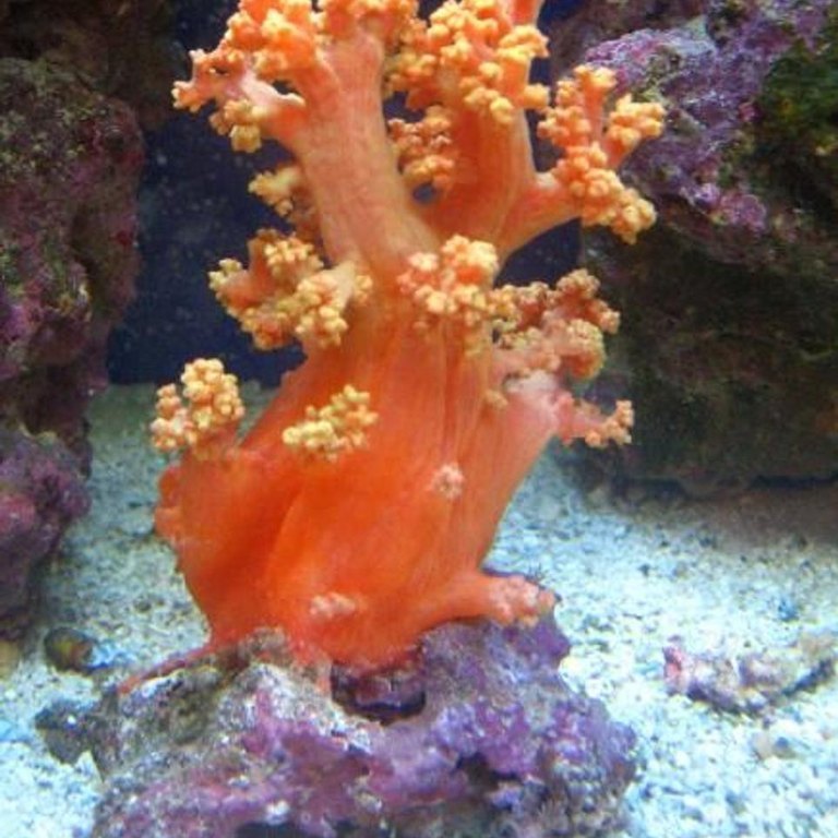 Carnation Coral