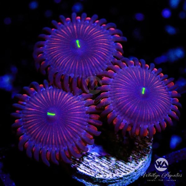 Purple People Eater Palythoa