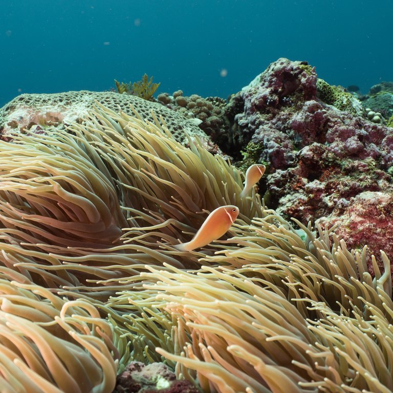 Sebae Anemone