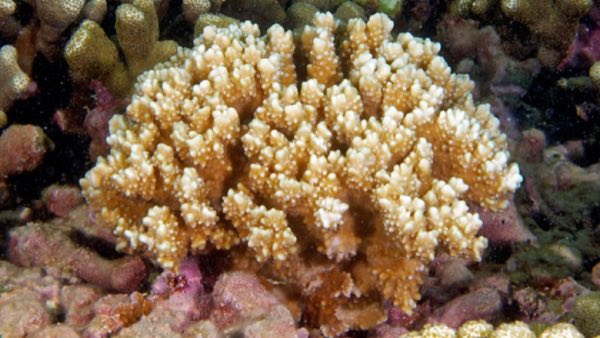 Pitted Rice Coral