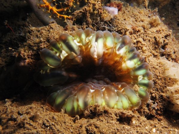 Teardrop Button Coral