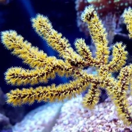Menella Gorgonian