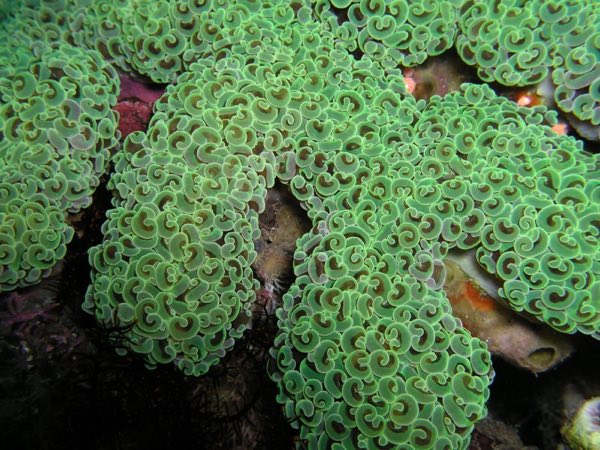 Anchor Coral