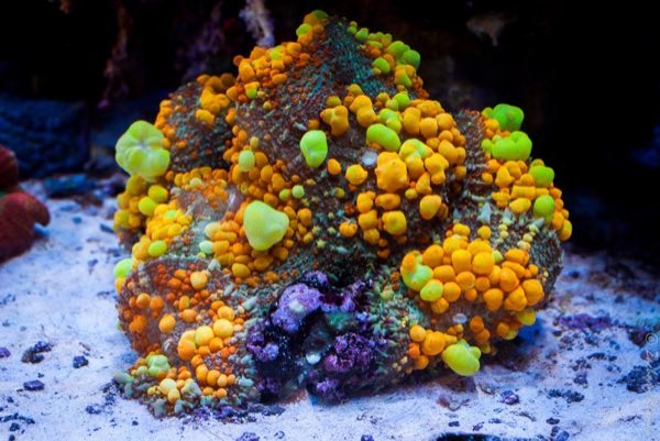 Rainbow Bounce Mushroom