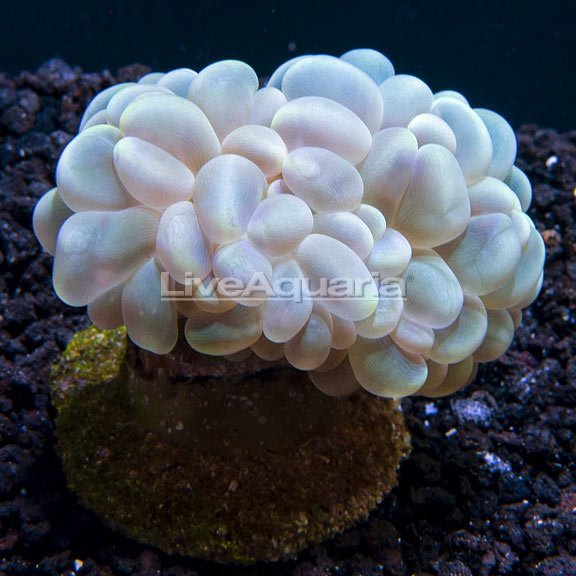 Pearl Bubble Coral