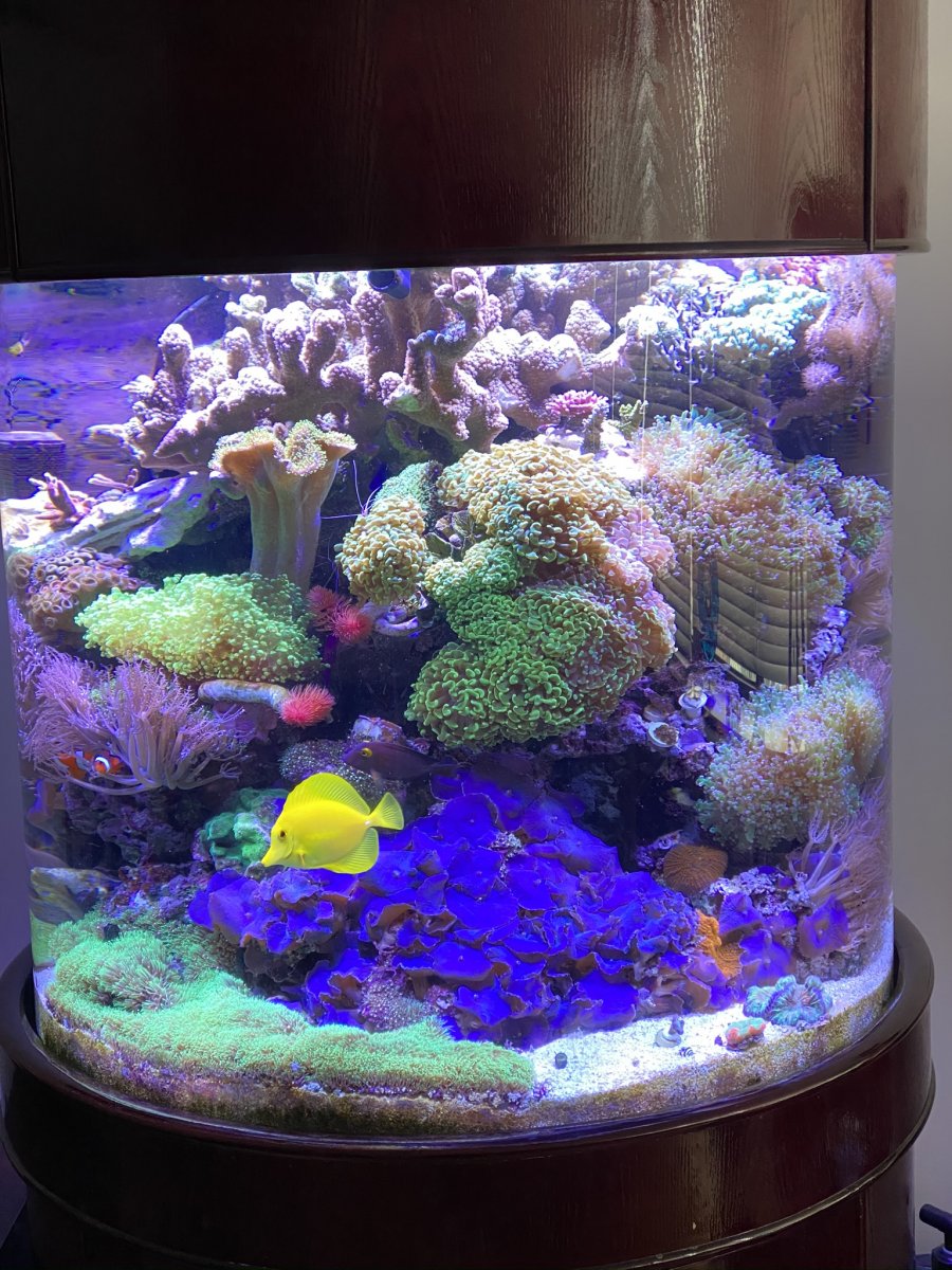 Cylinder Coral