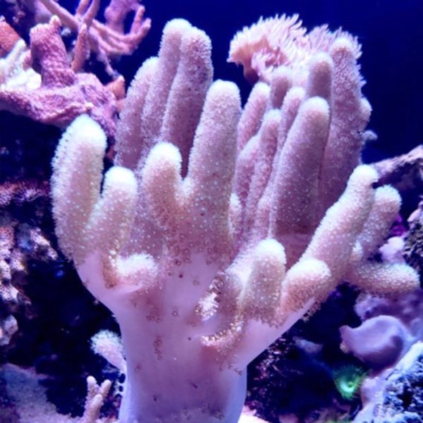 Hard Finger Leather Coral