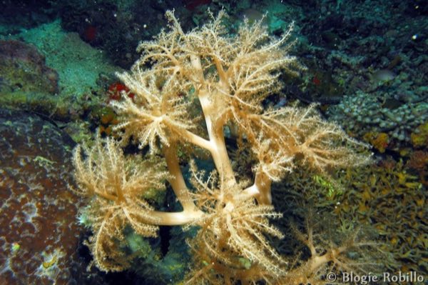 Antler Soft Coral