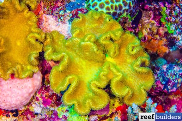 Elegant Leather Coral