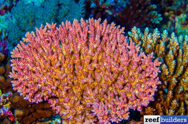 Bottlebrush Acropora