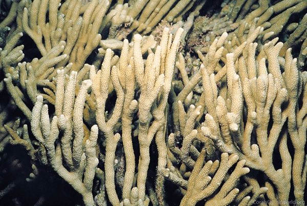 Raised Ridge Montipora