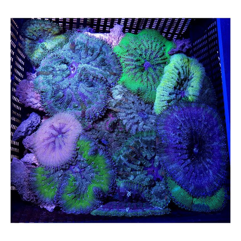 Maxi-Mini Carpet Anemone