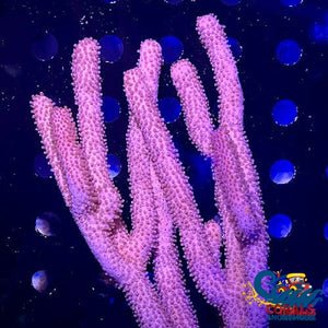 Knobby Sea Rod