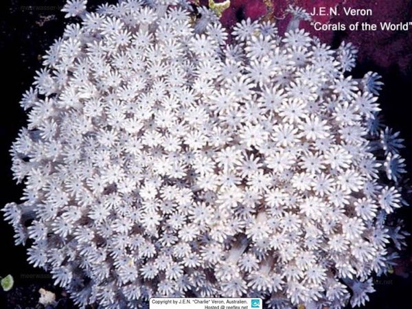 Marion Star Coral