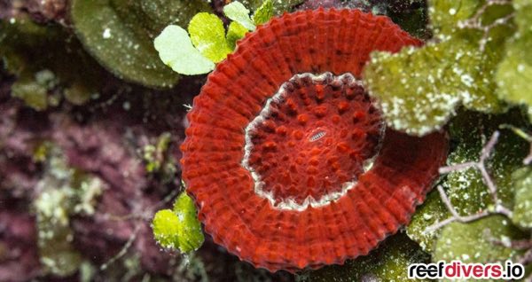Cuban Donut Coral