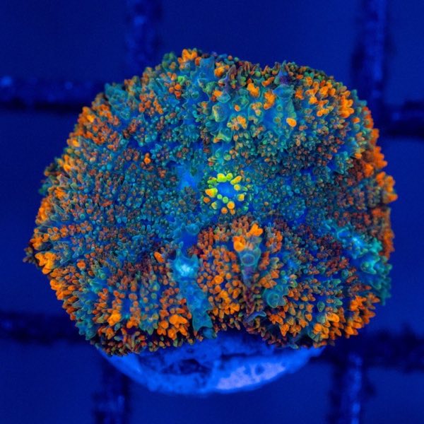 Rainbow Rhodactis