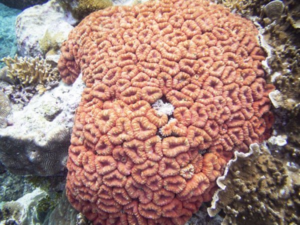 Brain Root Coral