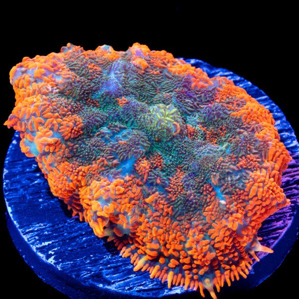 Flaming Fire Rhodactis